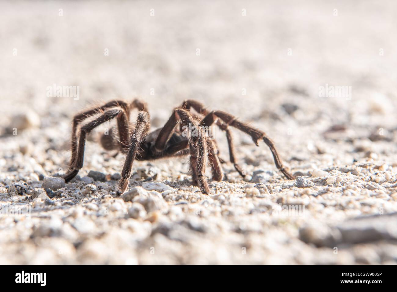 Male Desert Tarantula, Aphonopelma iodius, crossing a road during the spiders migration where they come into the open to look for mates in California. Stock Photo