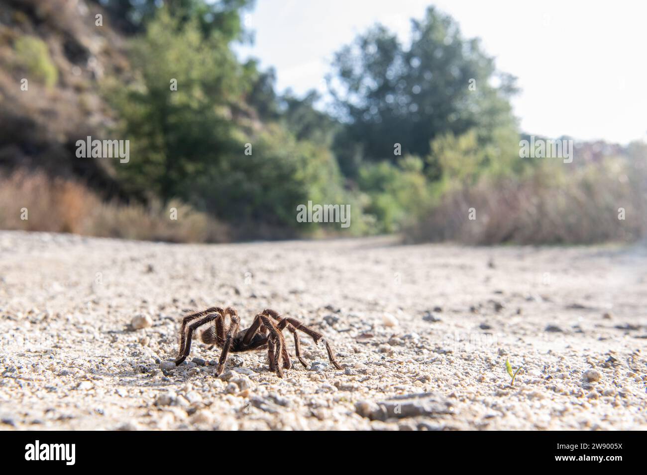 Male Desert Tarantula, Aphonopelma iodius, crossing a road during the spiders migration where they come into the open to look for mates in California. Stock Photo