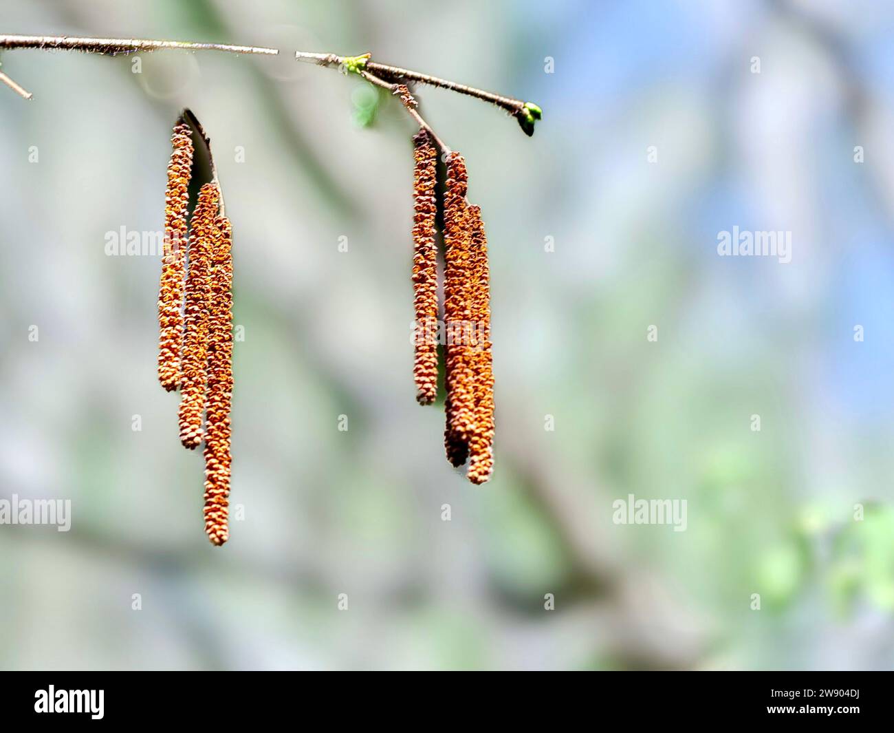 Alder catkins in spring on a branch close-up. Stock Photo