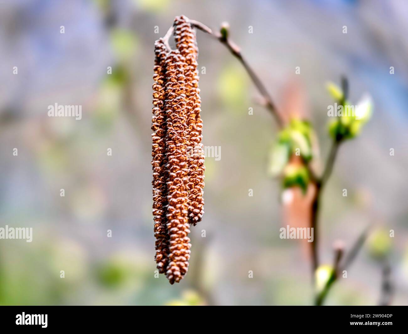 Alder catkins in spring on a branch close-up. Stock Photo