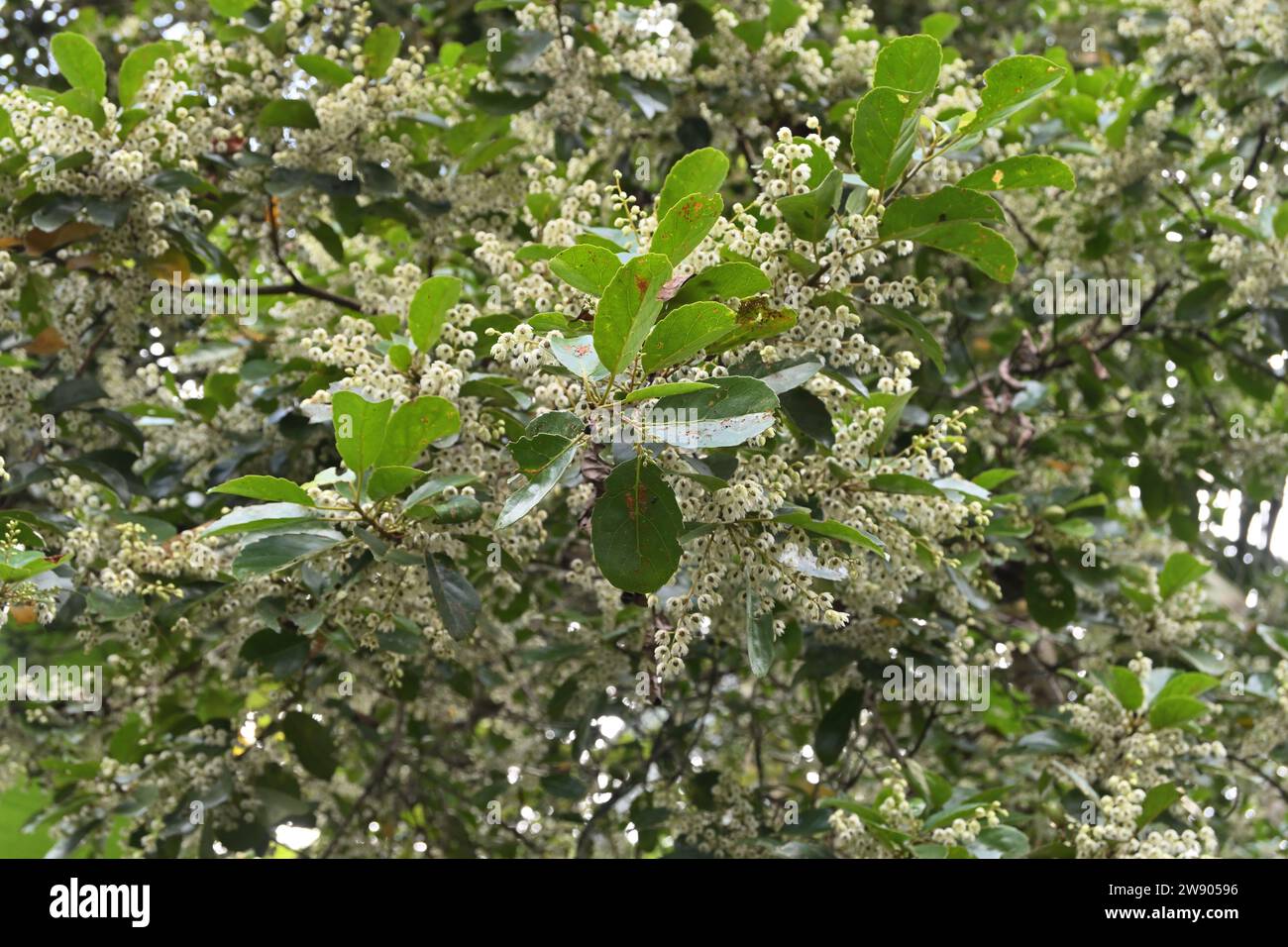 Beautiful view of the twig end of a Ceylon olive tree (Elaeocarpus Serratus), with fresh leaves and flower buds. The flowering other twigs are in the Stock Photo