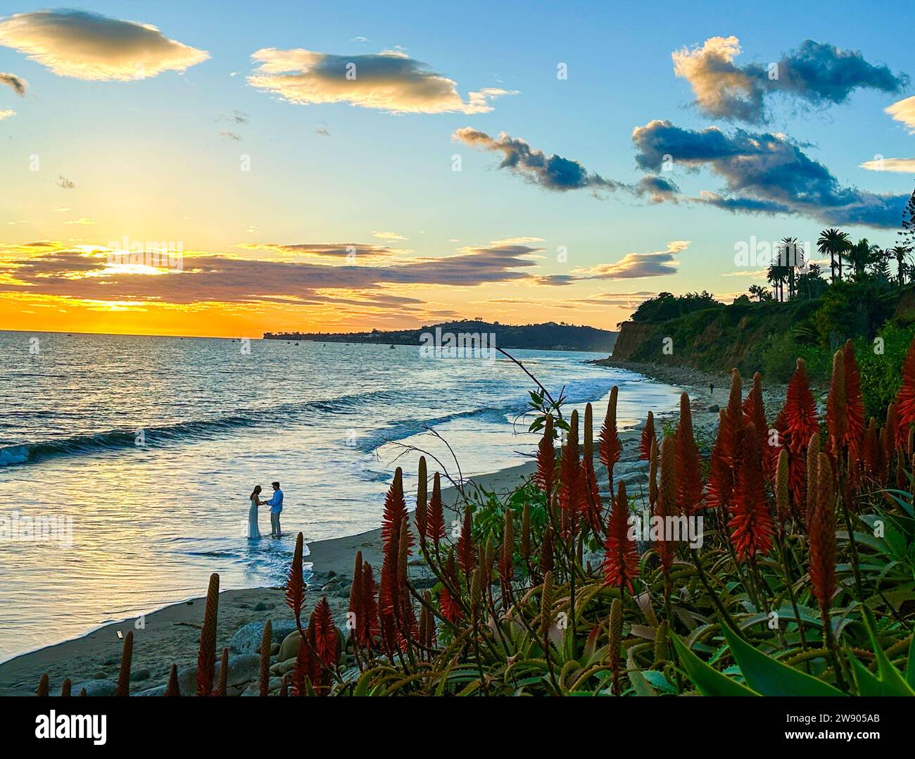 Montecito, California, U.S.A. 22nd Dec, 2023. Bride and Groom hold hands as they stand barefoot in the Pacific Ocean. In the foreground, red flowers. (Credit Image: © Amy Katz/ZUMA Press Wire) EDITORIAL USAGE ONLY! Not for Commercial USAGE! Stock Photo