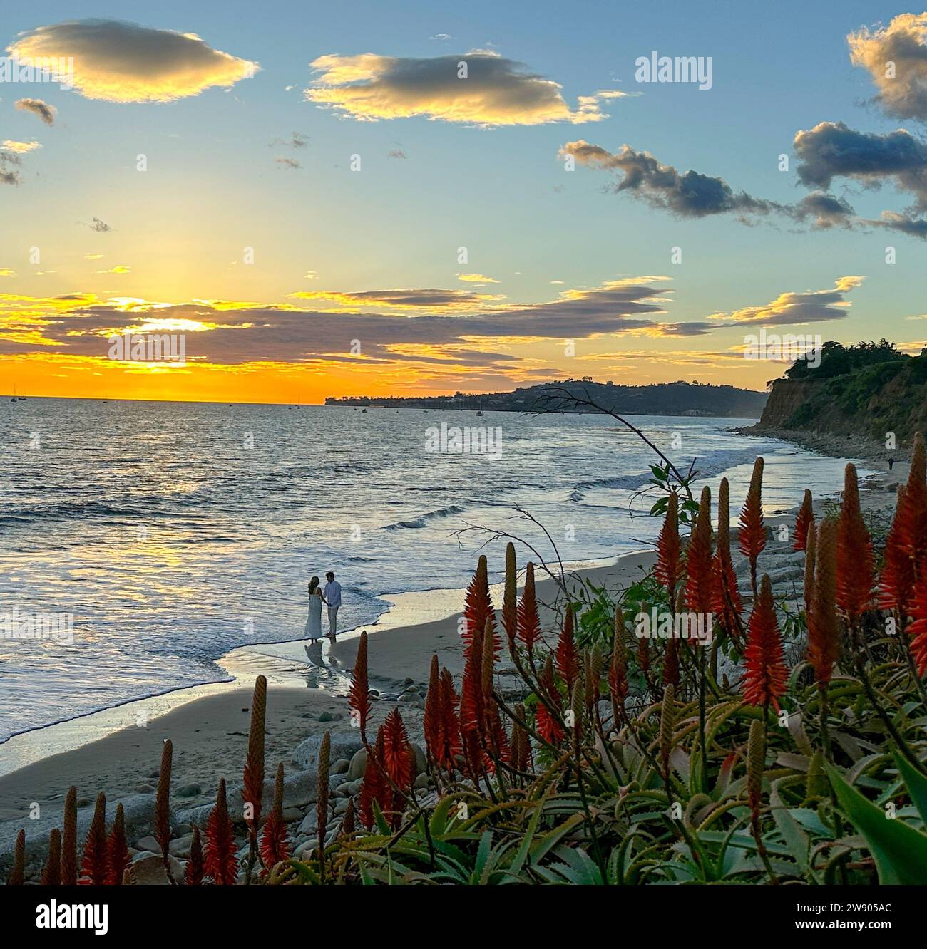 Montecito, California, U.S.A. 22nd Dec, 2023. Bride and Groom hold hands as they stand barefoot in the Pacific Ocean. In the foreground, red flowers. (Credit Image: © Amy Katz/ZUMA Press Wire) EDITORIAL USAGE ONLY! Not for Commercial USAGE! Stock Photo