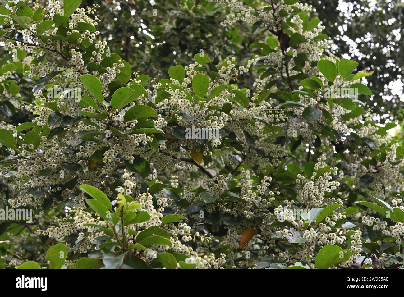A view of the many small flowers that are blooming on the branches of a Ceylon olive tree (Elaeocarpus Serratus) Stock Photo