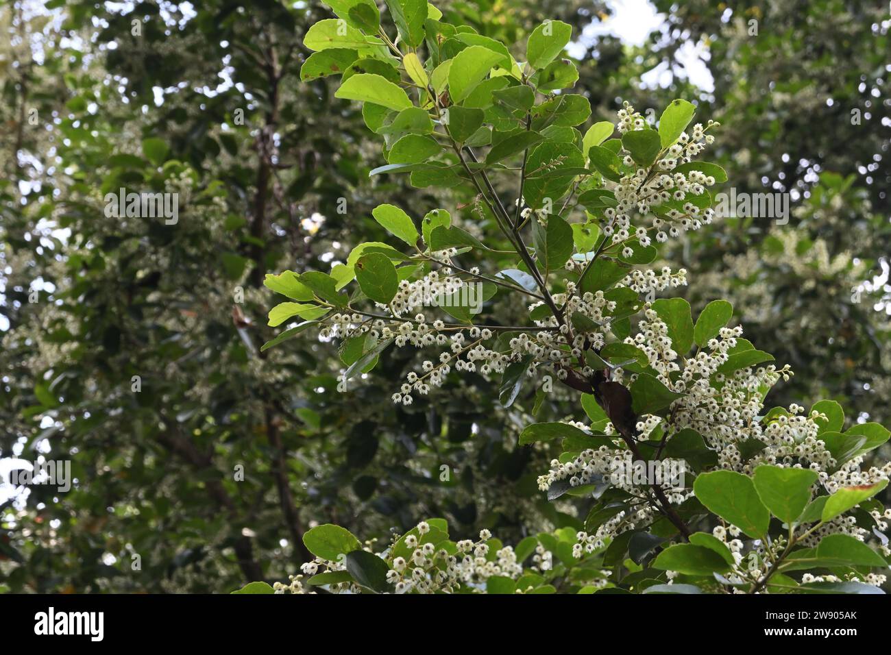 View of an elevated Ceylon olive twig (Elaeocarpus Serratus) with numerous tiny white flowers blooming as the groups Stock Photo