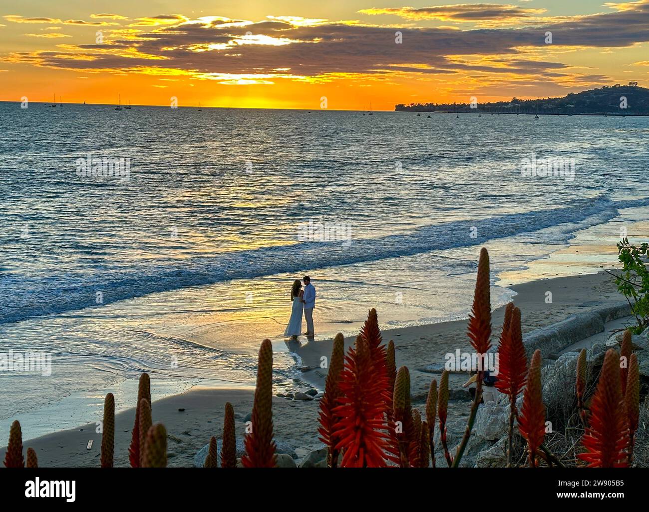 Montecito, California, U.S.A. 22nd Dec, 2023. Bride and Groom hold hands as they stand barefoot in the Pacific Ocean. In the foreground, red flowers. (Credit Image: © Amy Katz/ZUMA Press Wire) EDITORIAL USAGE ONLY! Not for Commercial USAGE! Stock Photo