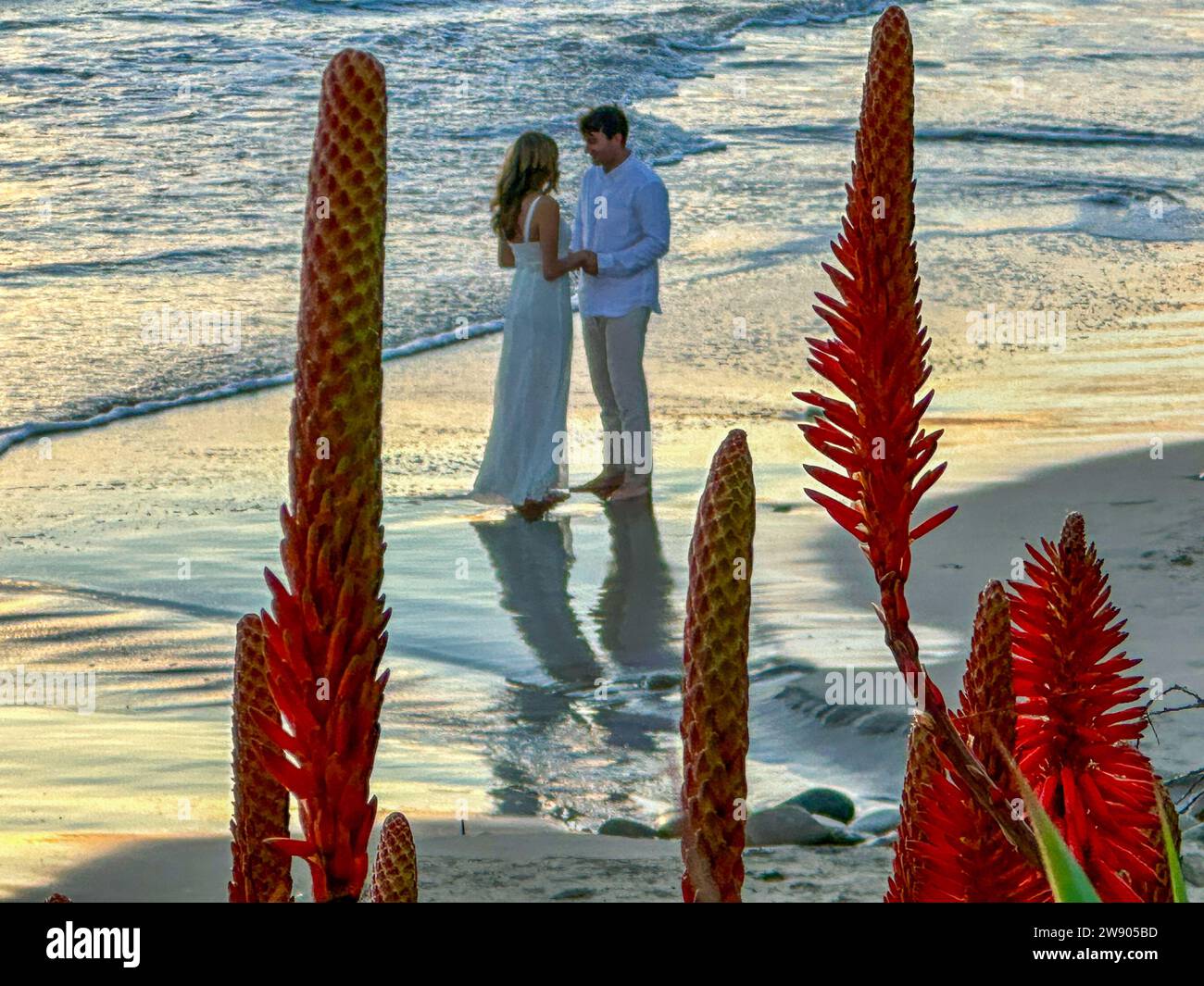 Montecito, California, U.S.A. 22nd Dec, 2023. Bride and Groom hold hands as they stand barefoot in the Pacific Ocean. In the foreground, red flowers. (Credit Image: © Amy Katz/ZUMA Press Wire) EDITORIAL USAGE ONLY! Not for Commercial USAGE! Stock Photo