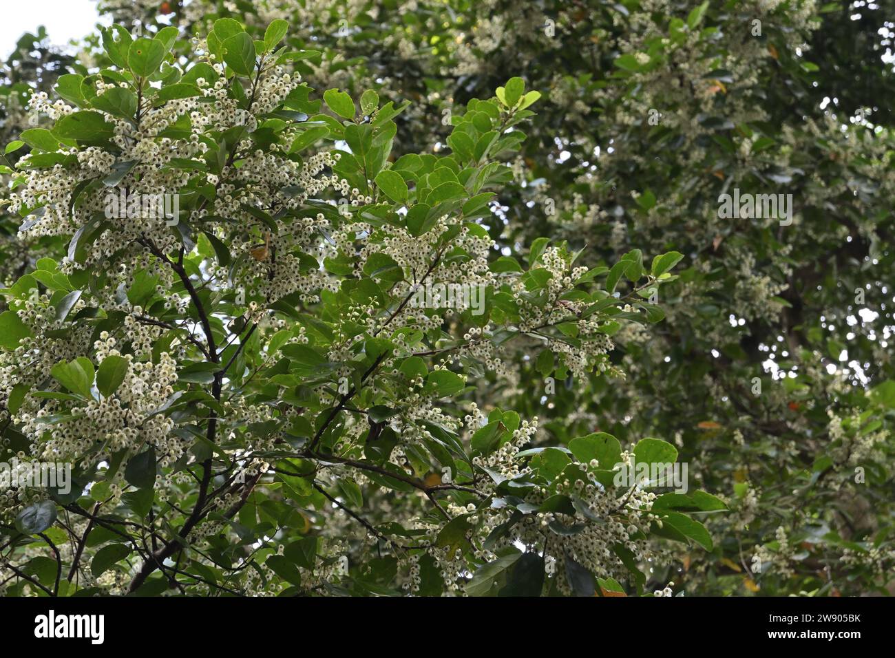View of a branch of the Ceylon Olive tree (Elaeocarpus Serratus) full of tiny white flowers Stock Photo