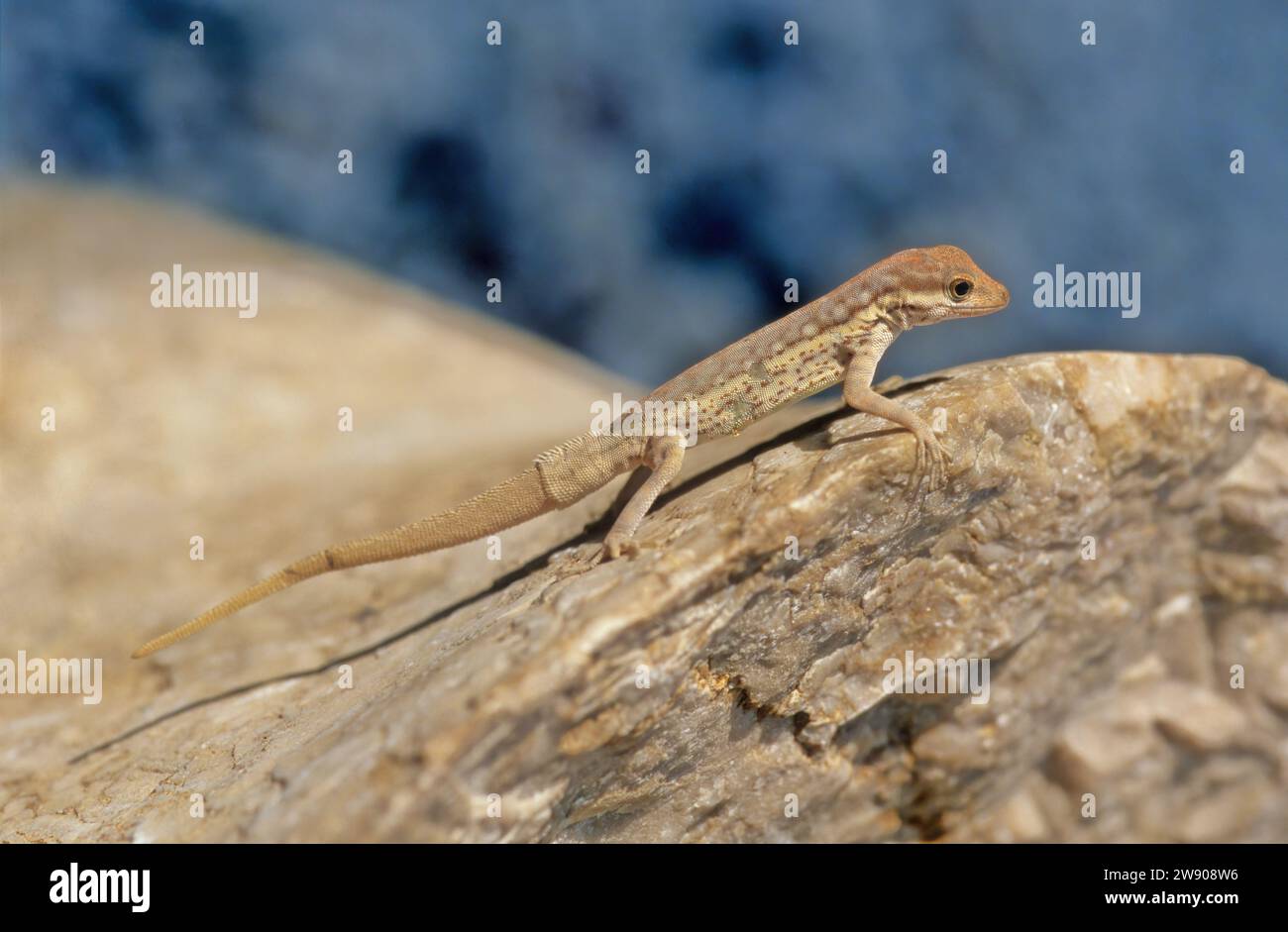 Pristurus samhaensis is a species of lizard in the Sphaerodactylidae family found on Samhah and Darsah islands. Stock Photo