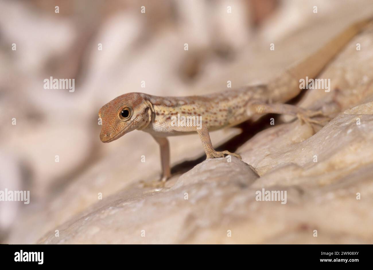 Pristurus samhaensis is a species of lizard in the Sphaerodactylidae family found on Samhah and Darsah islands. Stock Photo