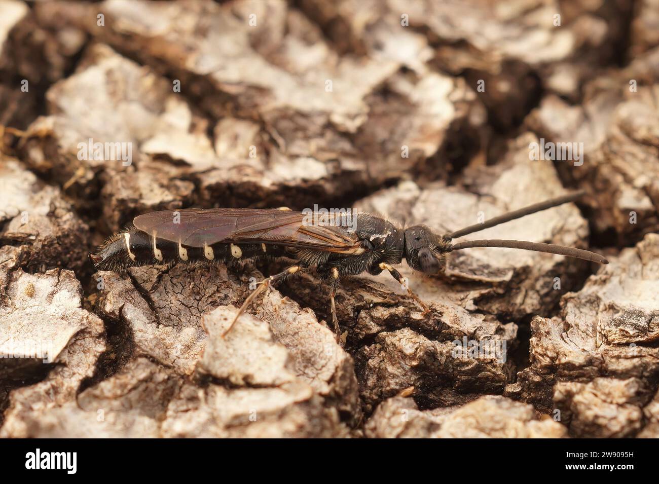 Natural closeup on a long stretched Mediterranean thynnid wasp, Meria tripunctata, sitting on wood Stock Photo
