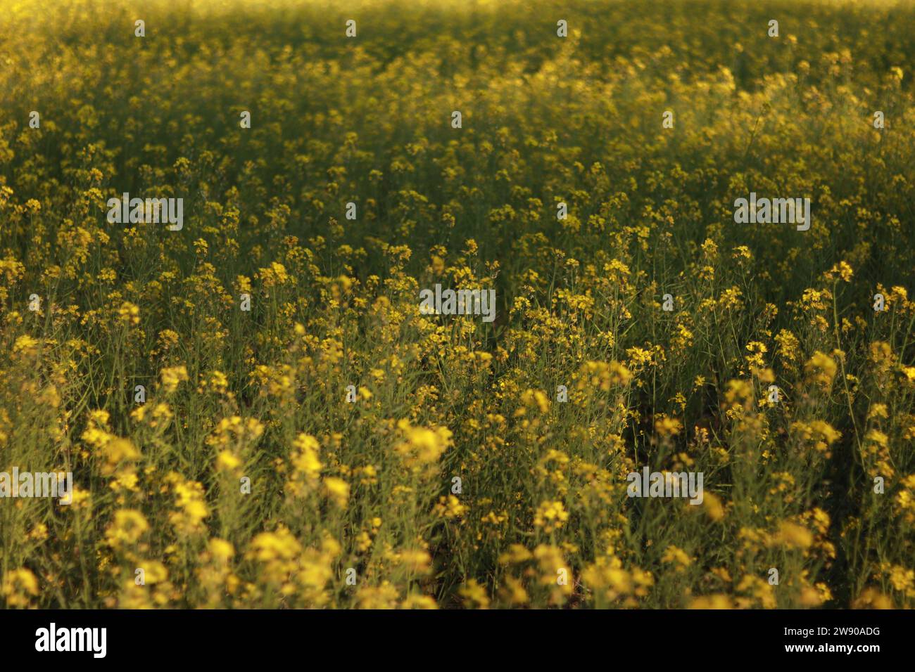 Indian Mustard Field Assam Background for Laptop and Phone wallpaper agriculture crop farming yellow bloom beautiful pretty small design cultivation Stock Photo