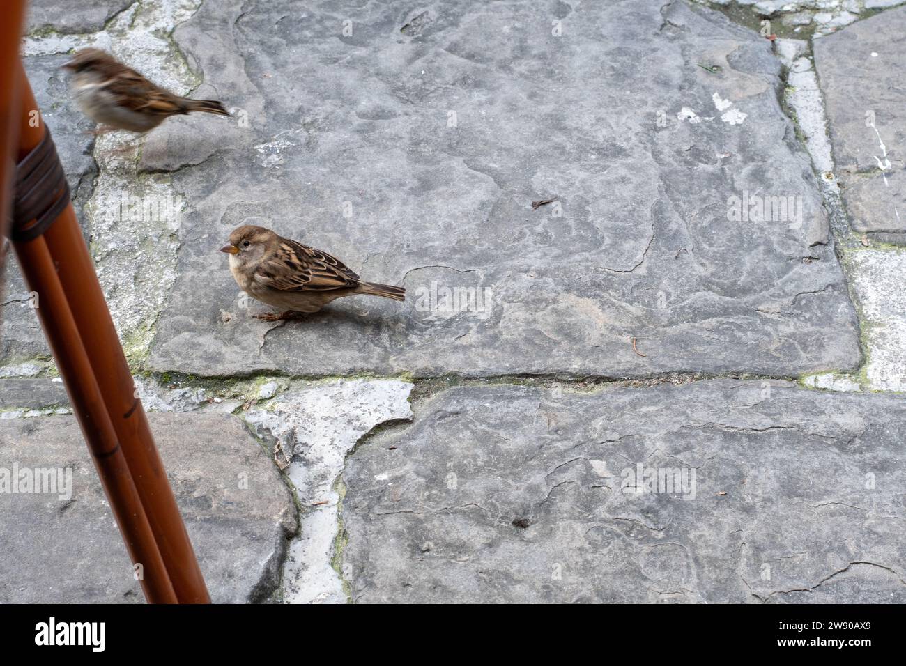 A cute Sparrow looking for food in a bar in a seaside town in northern Italy. Animals with little fear of man. Young sparrow. Beauty of nature. Stock Photo