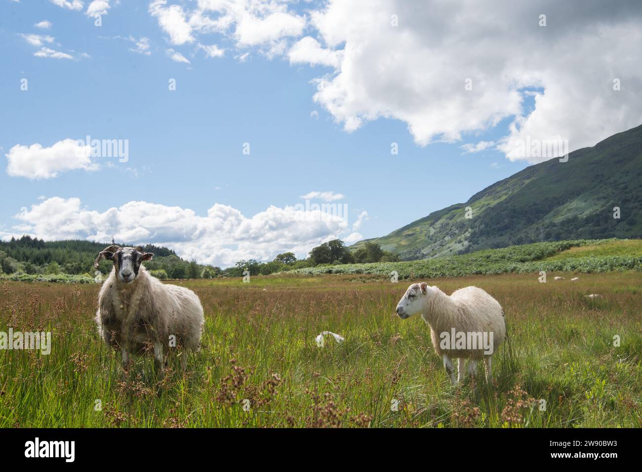 High country grazing land hires stock photography and images Alamy