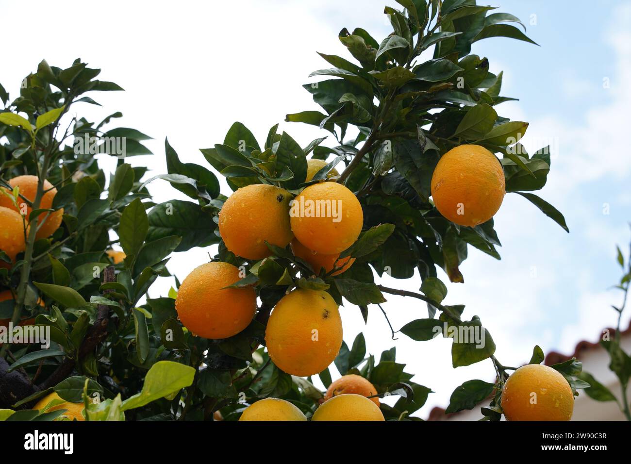 Oranges on a branch with green leaves on tree, and drops of water on them Stock Photo