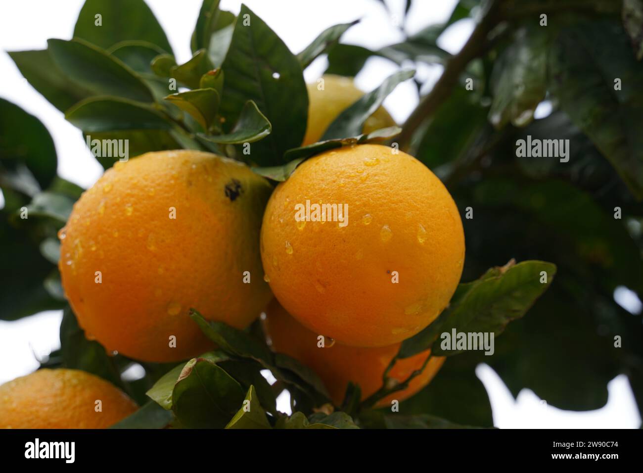 Oranges on a branch with green leaves on tree, and drops of water on them Stock Photo