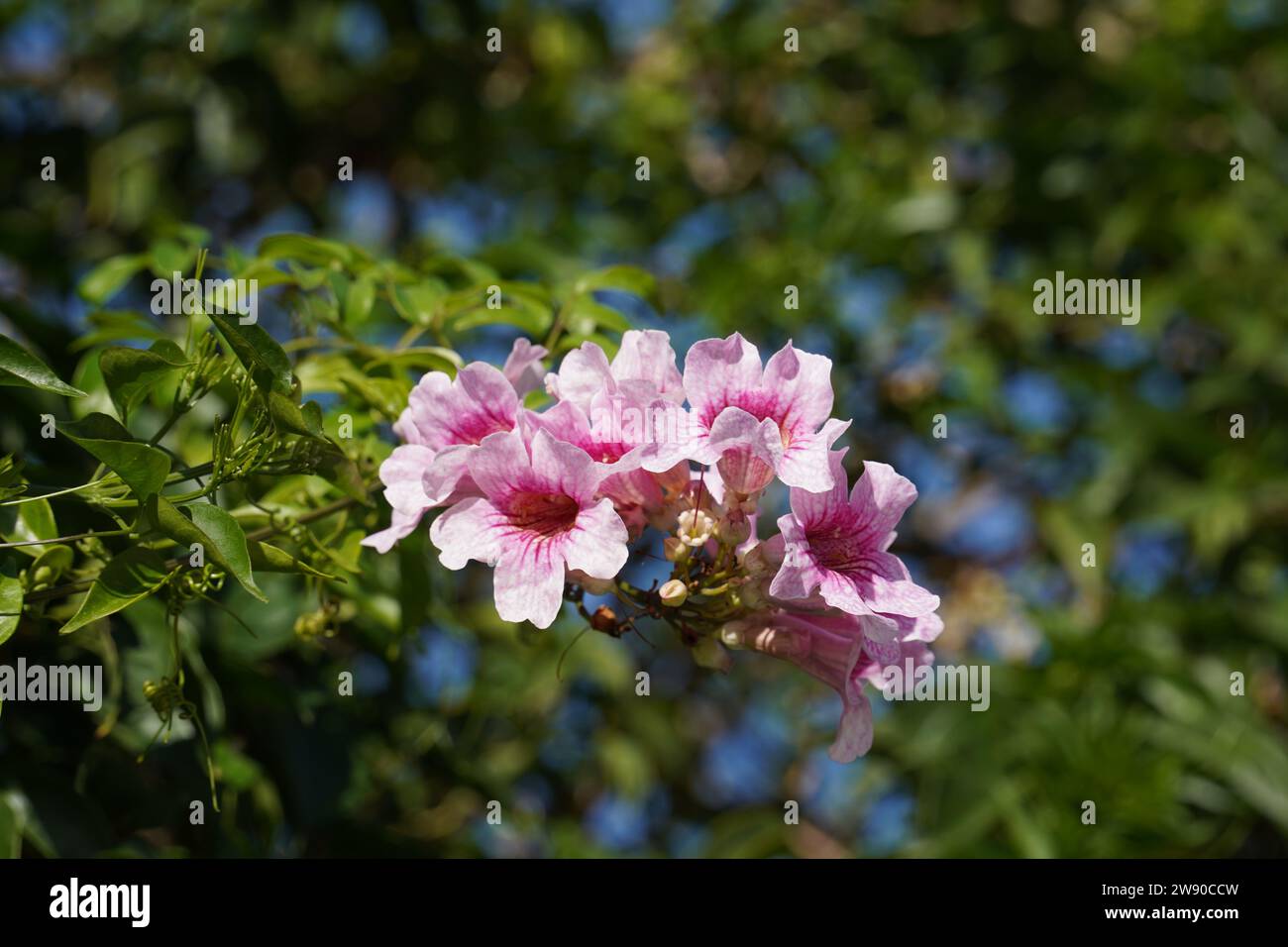 Light pink shaded Tecoma flower bunch, Podranea Ricasoliana pink flowers, Pandora trumpet vine Stock Photo
