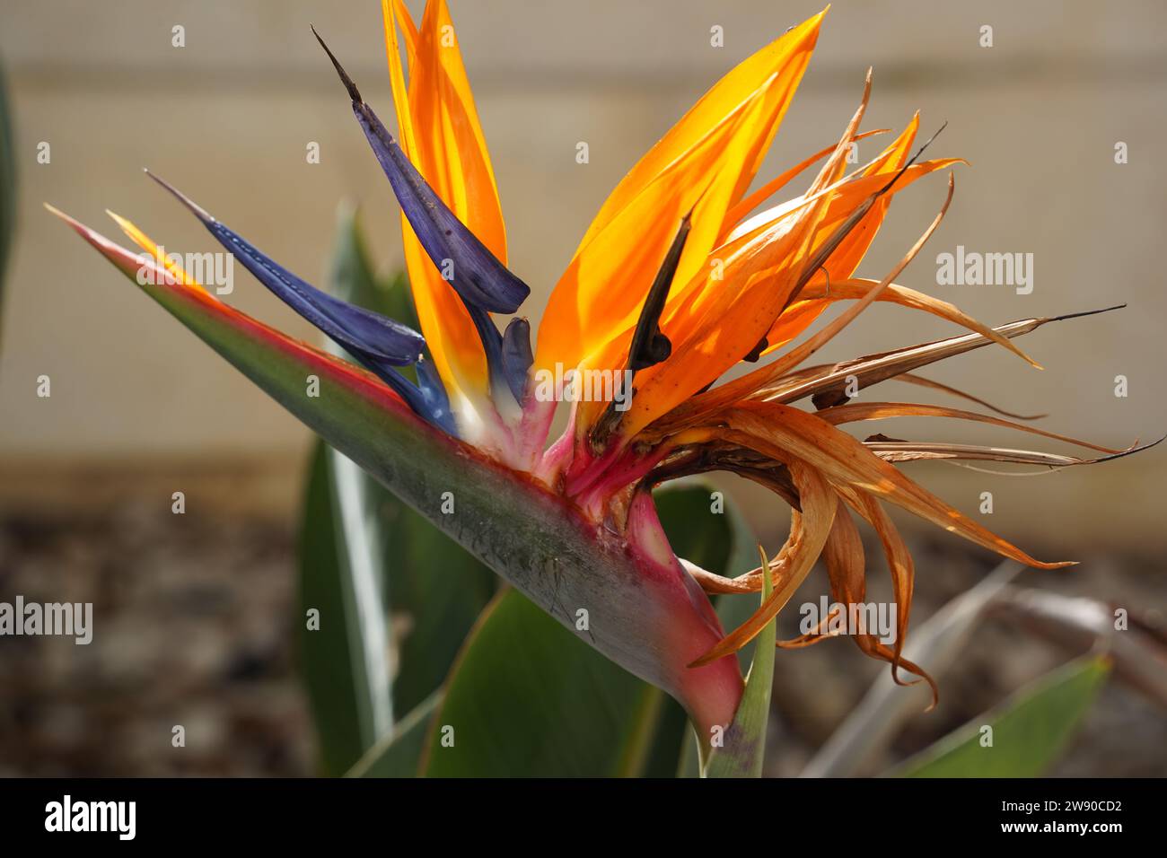 Bird of Paradise Flower. Colorful flower Bird of paradise (Strelitzia Reginae) blossom in botanic garden Stock Photo