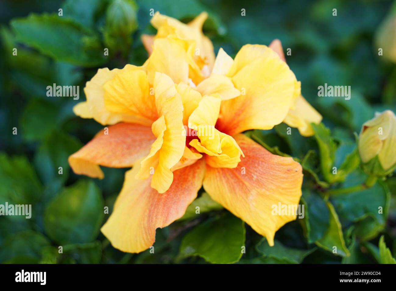 Blossom of tropical Hibiscus red flower. The tropical plant Hibiscus Rosa-sinensis, at bloom in a botanic garden. Stock Photo