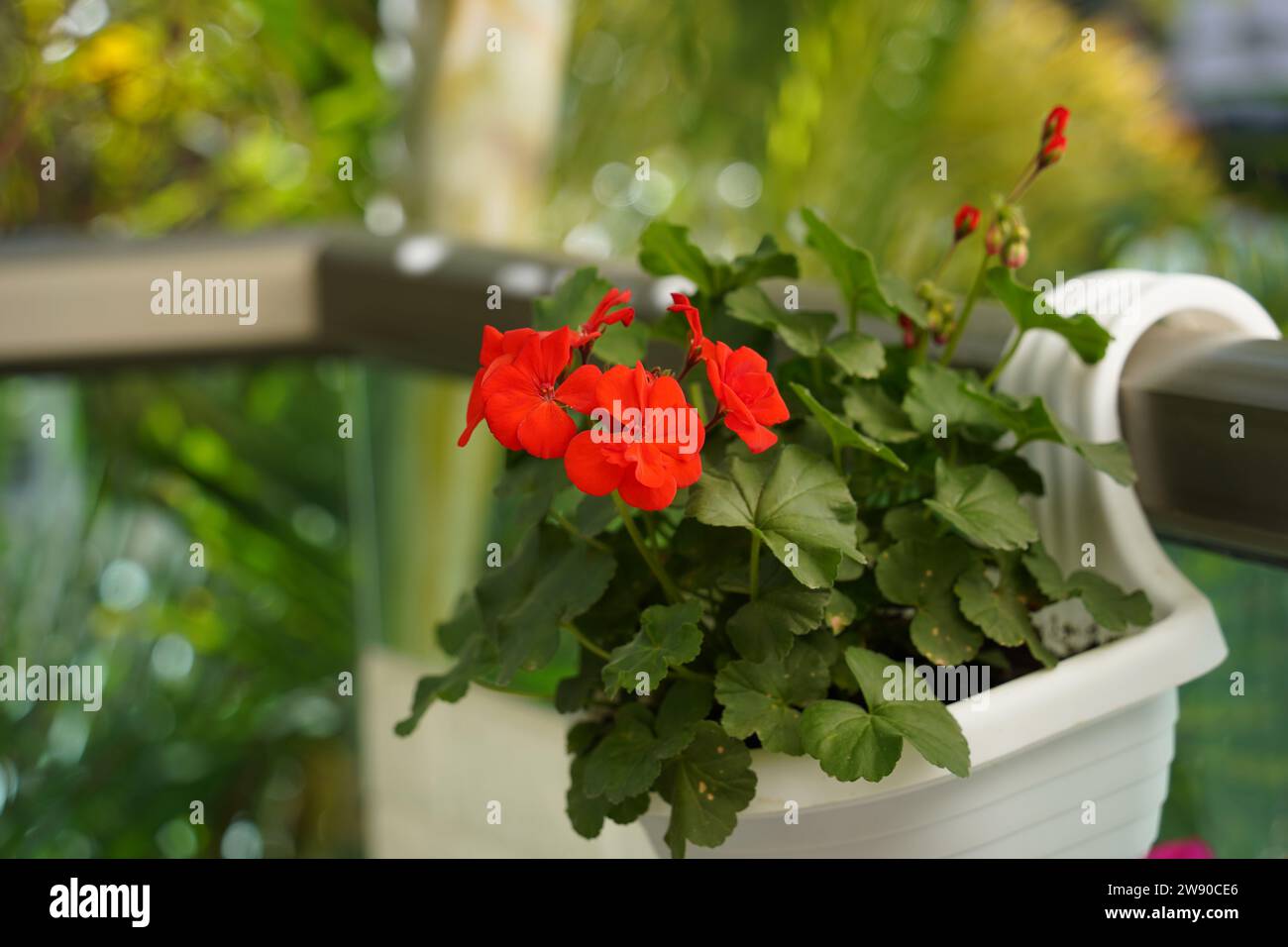 Red garden geranium flowers in pot. Pelargonium Stock Photo