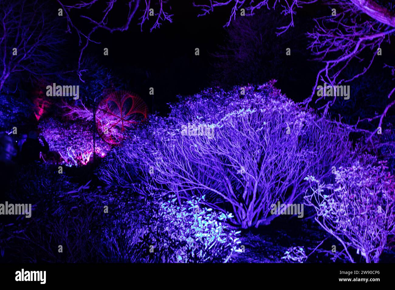 Christmas lights at Edinburgh Botanic Gardens Stock Photo Alamy