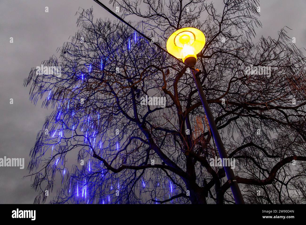 illuminated tree at Christmas time, street light, Cologne, Germany. beleuchteter Baum waehrend der Weihnachtszeit, Strassenlaterne, Koeln, Deutschland Stock Photo