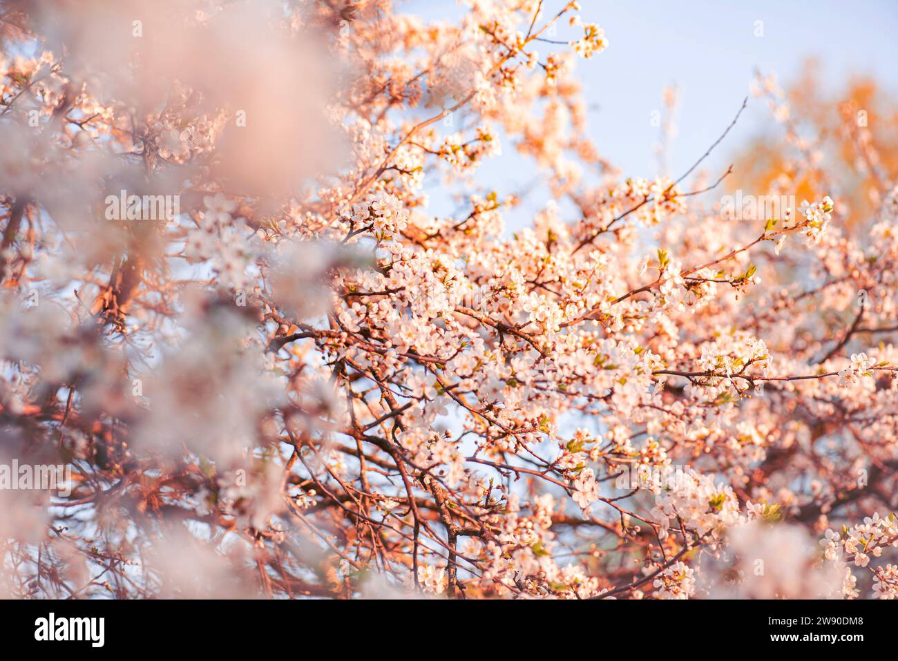 background early spring flowering trees, positive mood antidepression, quality background spring Stock Photo