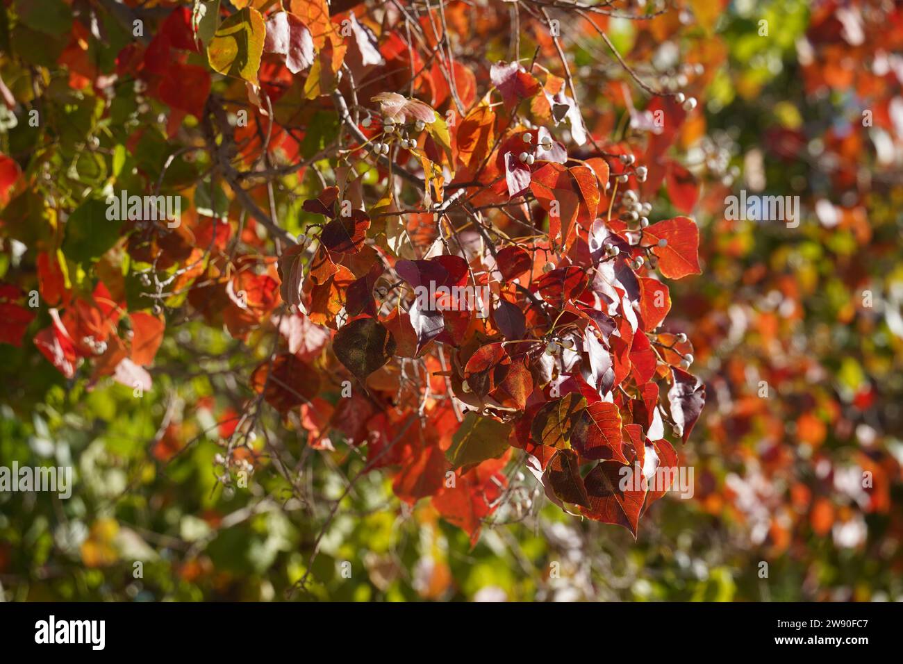 Backlit red leaf of a tallow tree also known as Sapium sebiferum or Triadica sebifera . Israel. Stock Photo