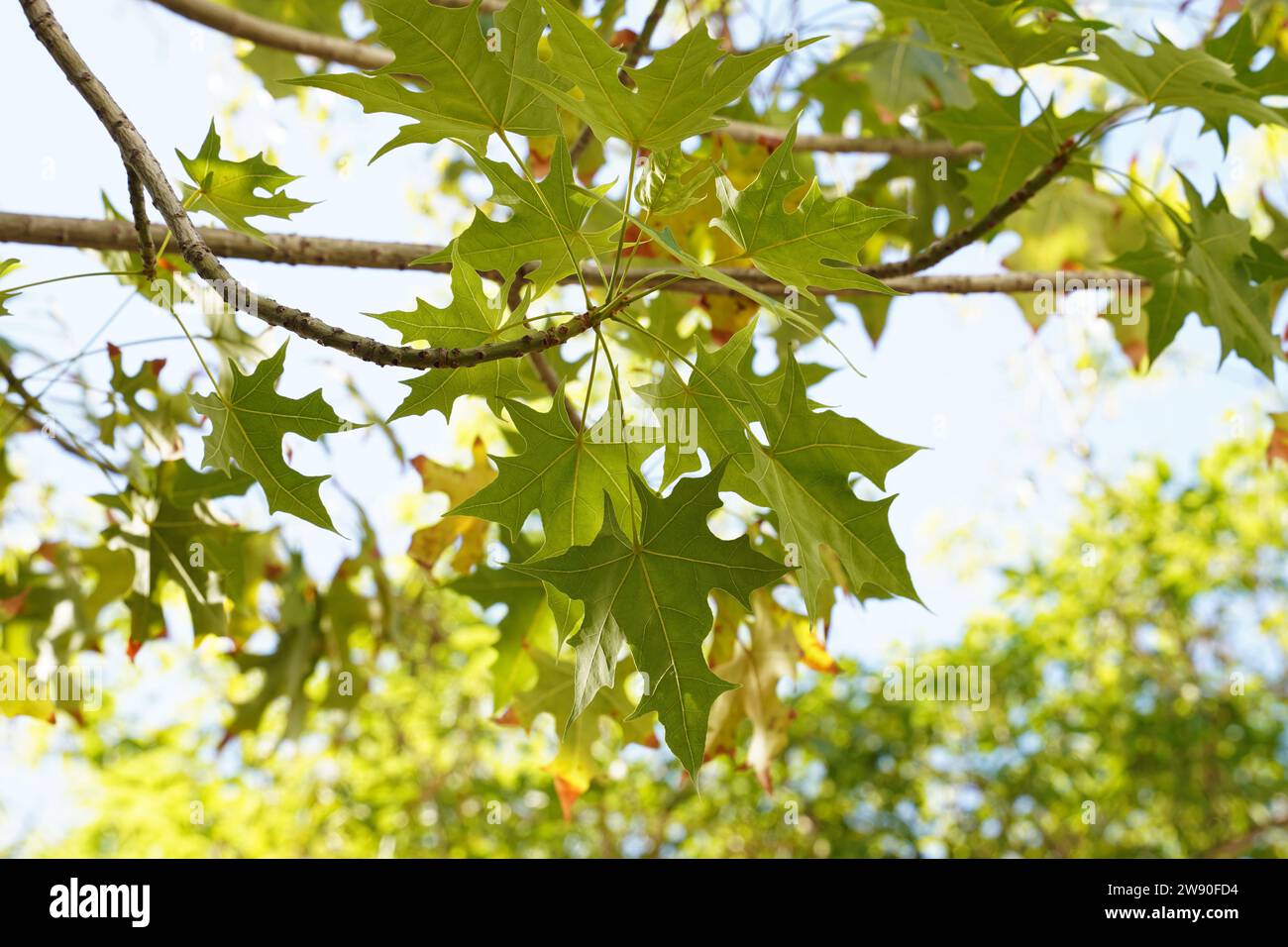 Leaves of Brachychiton australis commonly known as the broad-leaved bottle tree Stock Photo