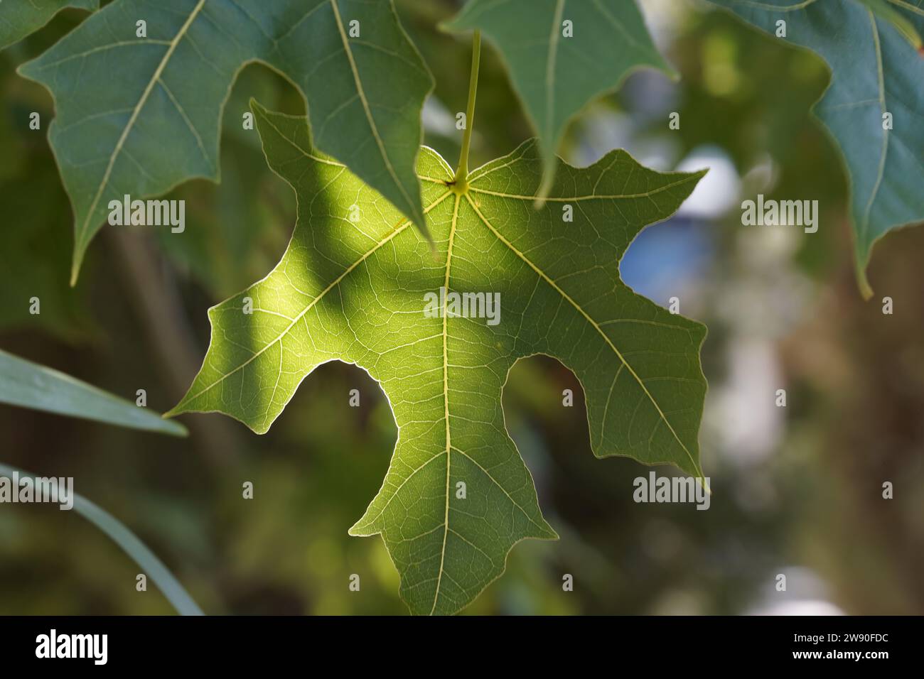 Leaves of Brachychiton australis commonly known as the broad-leaved bottle tree Stock Photo