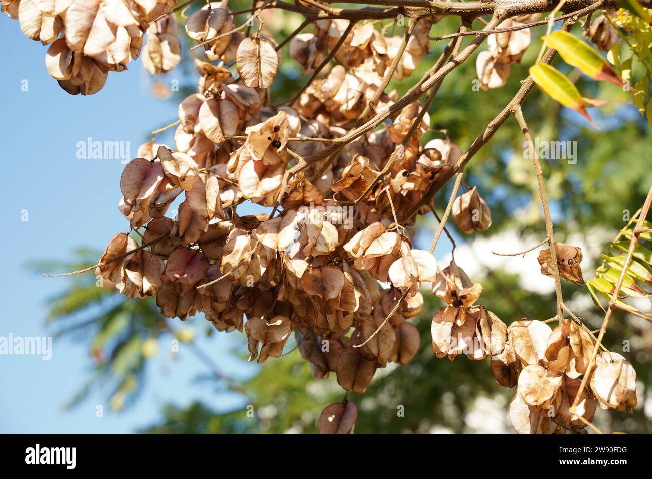 Koelreuteria bipinnata twig fruit tree in the fall of Israel Stock Photo