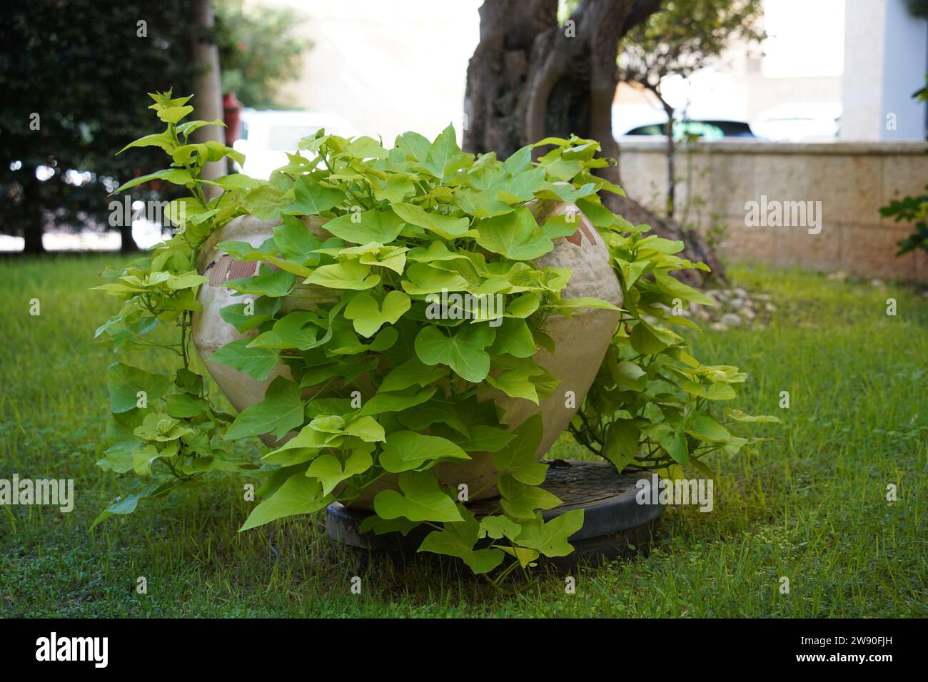 Sweet potato vine (Ipomoea batatas), is an ornamental warm-season annual grown for its attractive leaves and vining habit. Stock Photo
