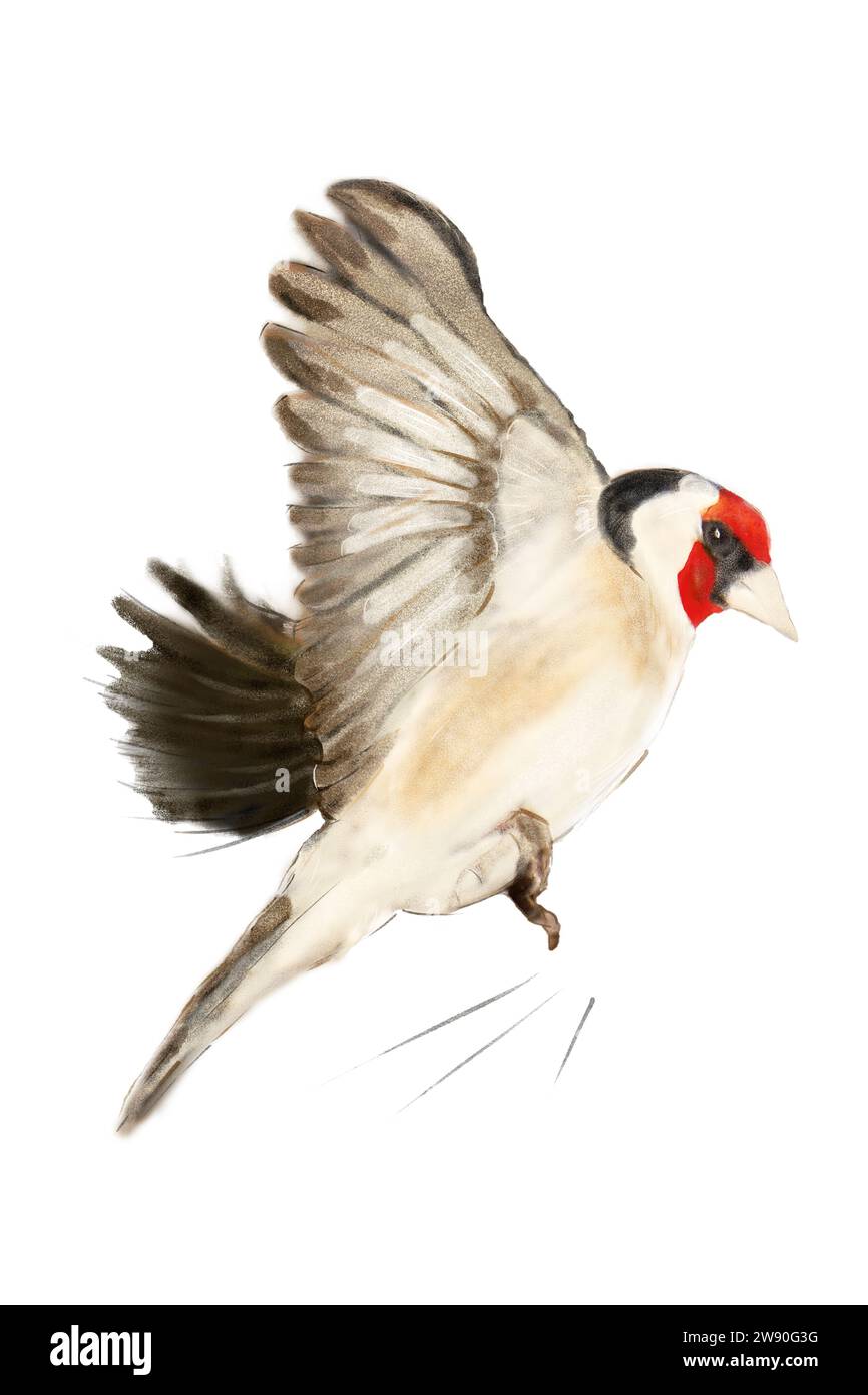 Illustrated watercolor goldfinch in flight Stock Photo