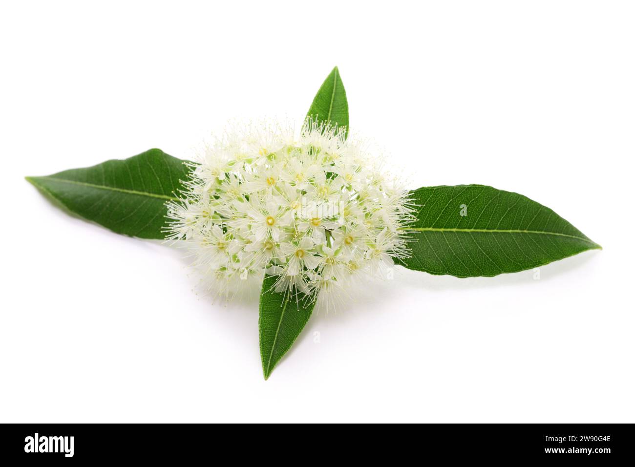 Lemon myrtle flowers and leaves, essential oil ingredients Stock Photo Alamy