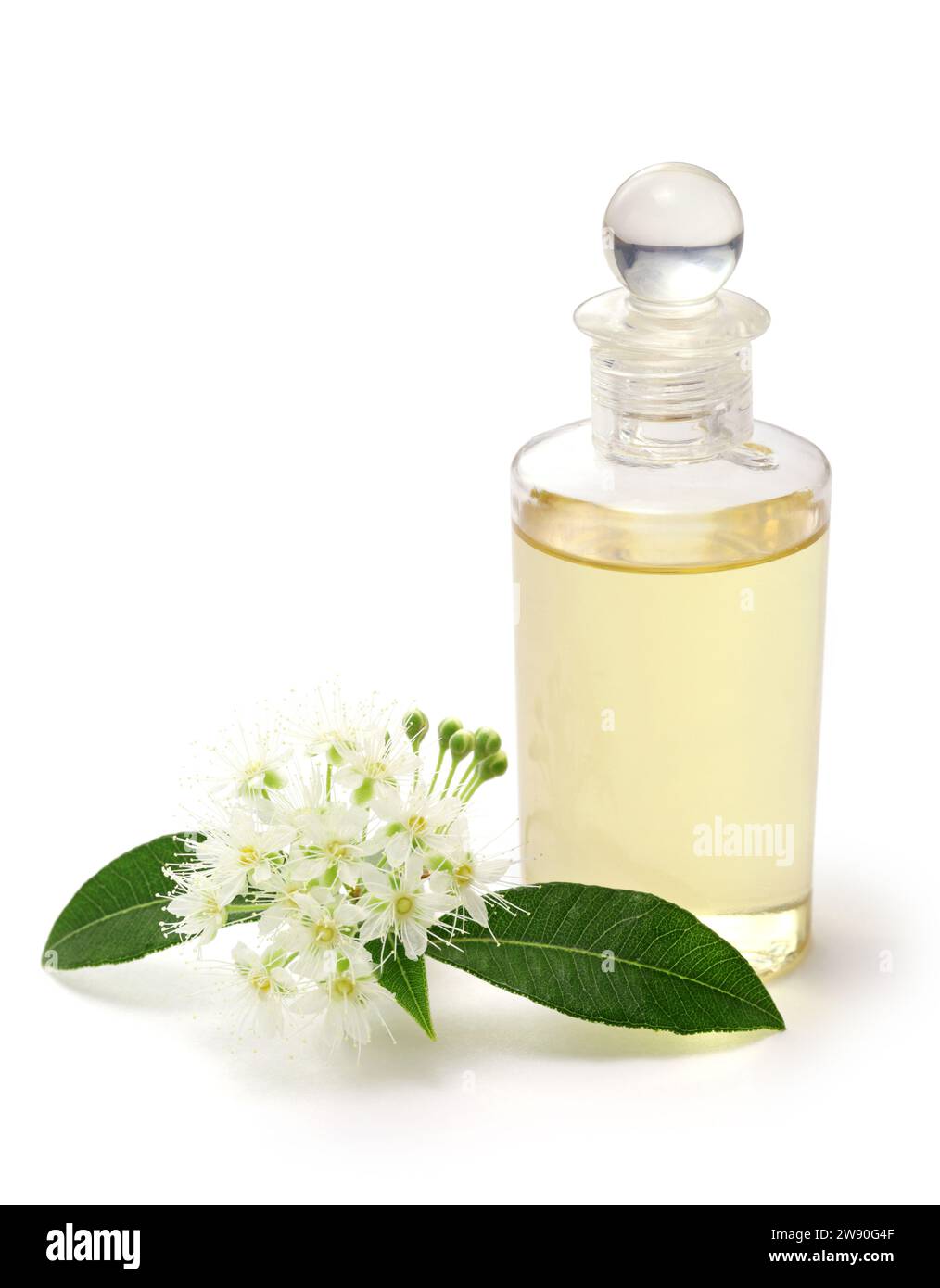 Lemon myrtle flowers and leaves, essential oil ingredients Stock Photo