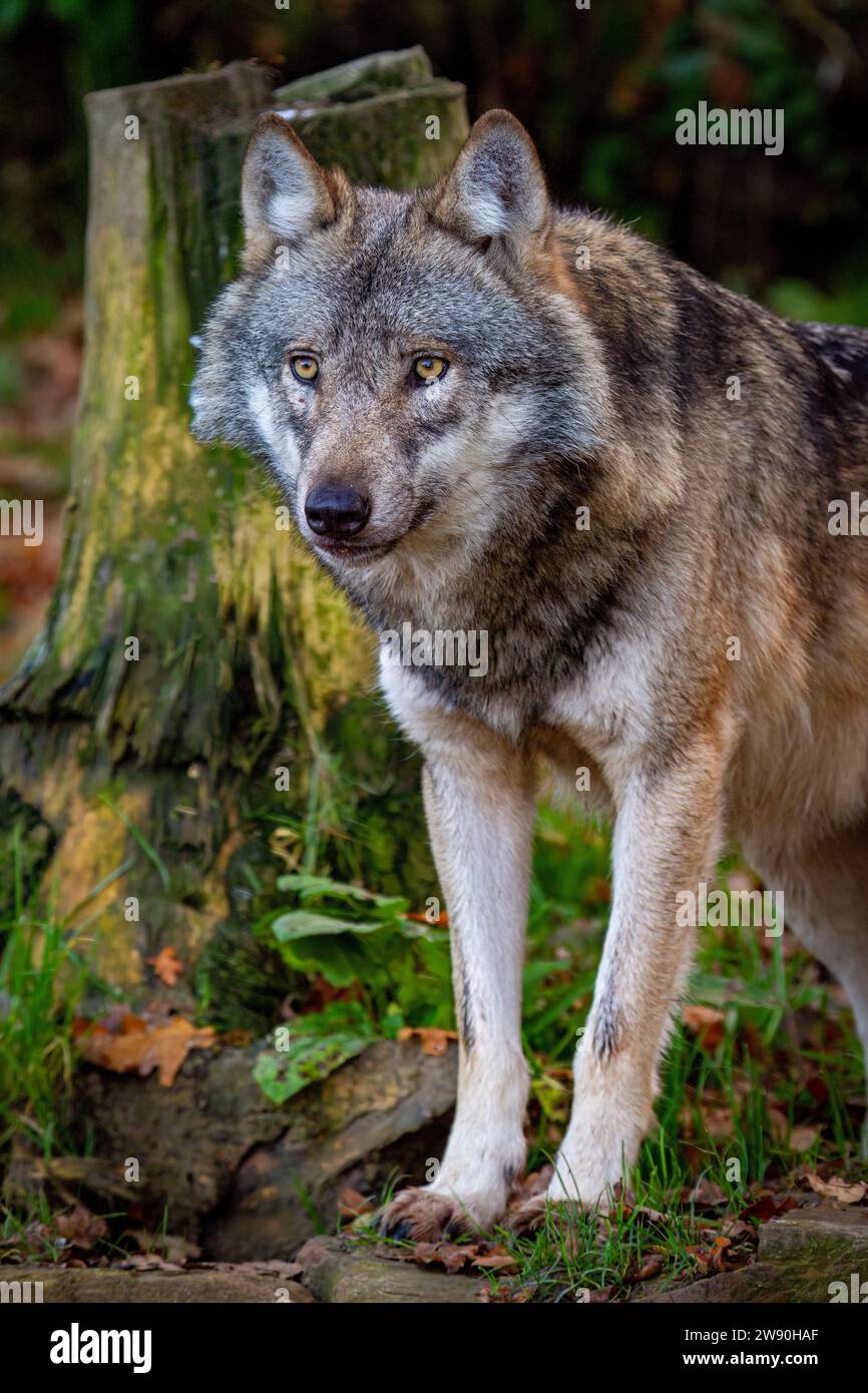 Portrait of a Grey Wolf Stock Photo