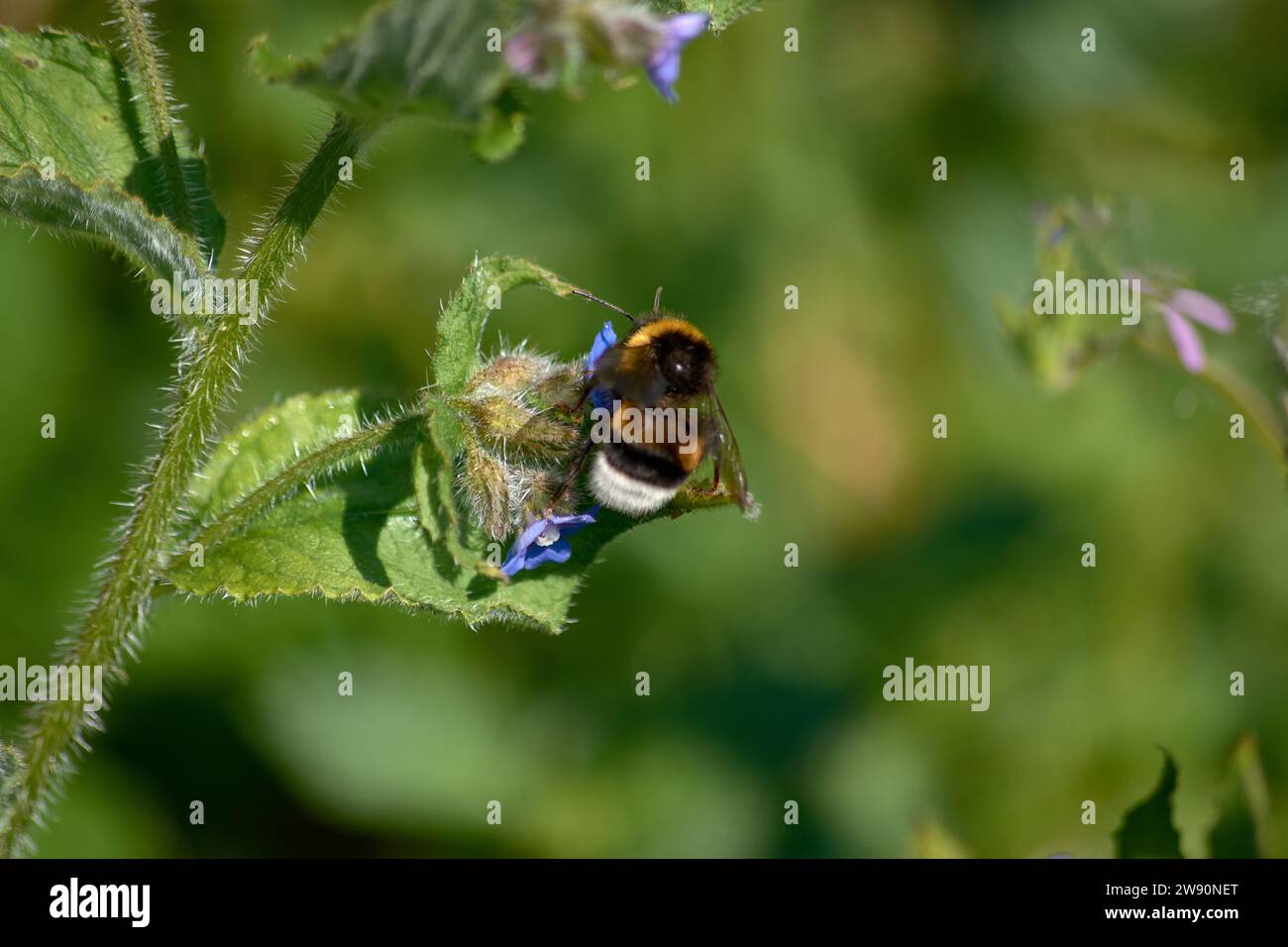 A bee sucking on a small flower Stock Photo