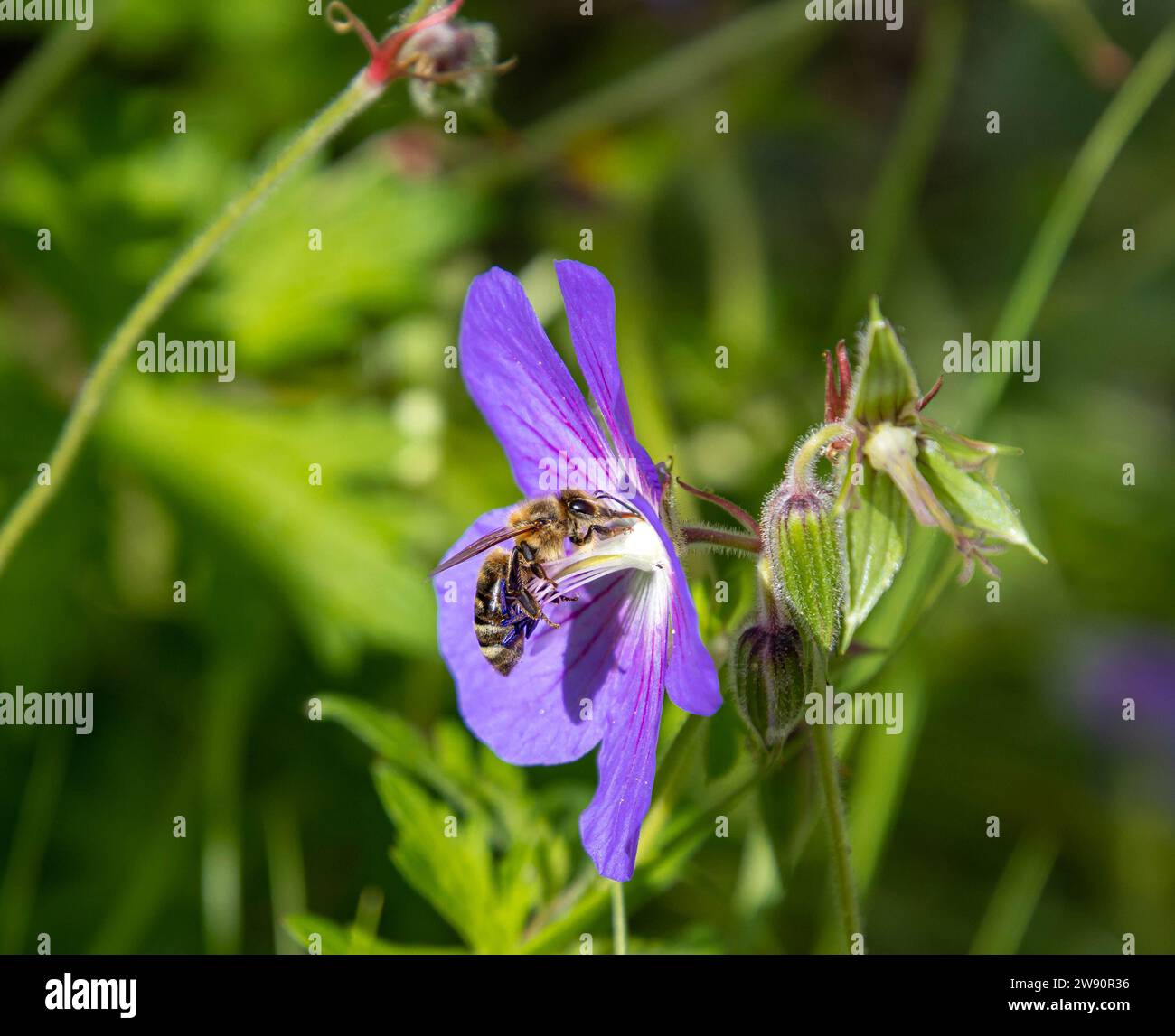 Macro of a bee on a pink hardy geranium blossom. pesticide free environmental protection concept.  Stock Photo