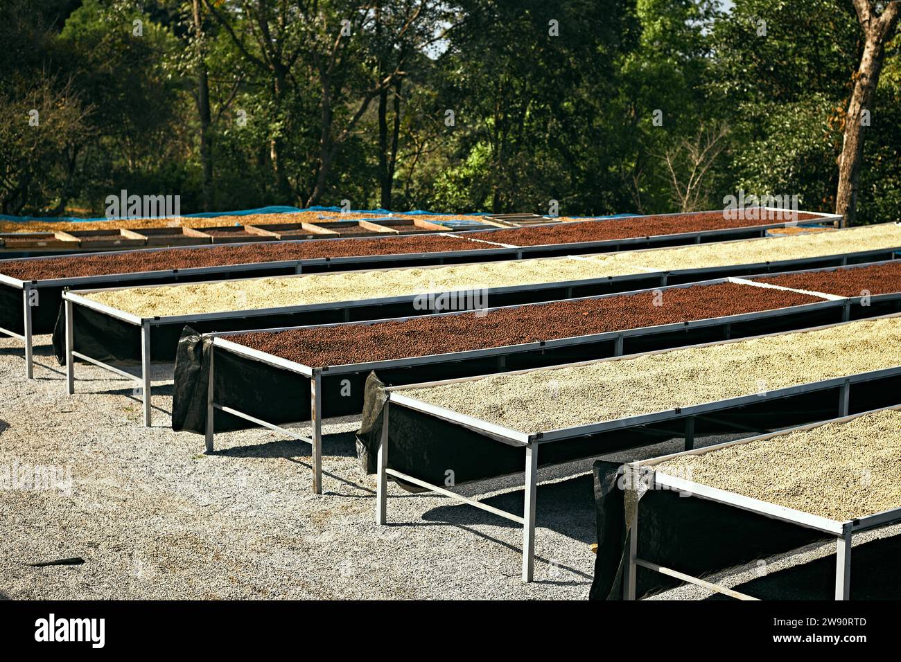 Raw coffee beans, coffee drying process on shelf natural sunlight