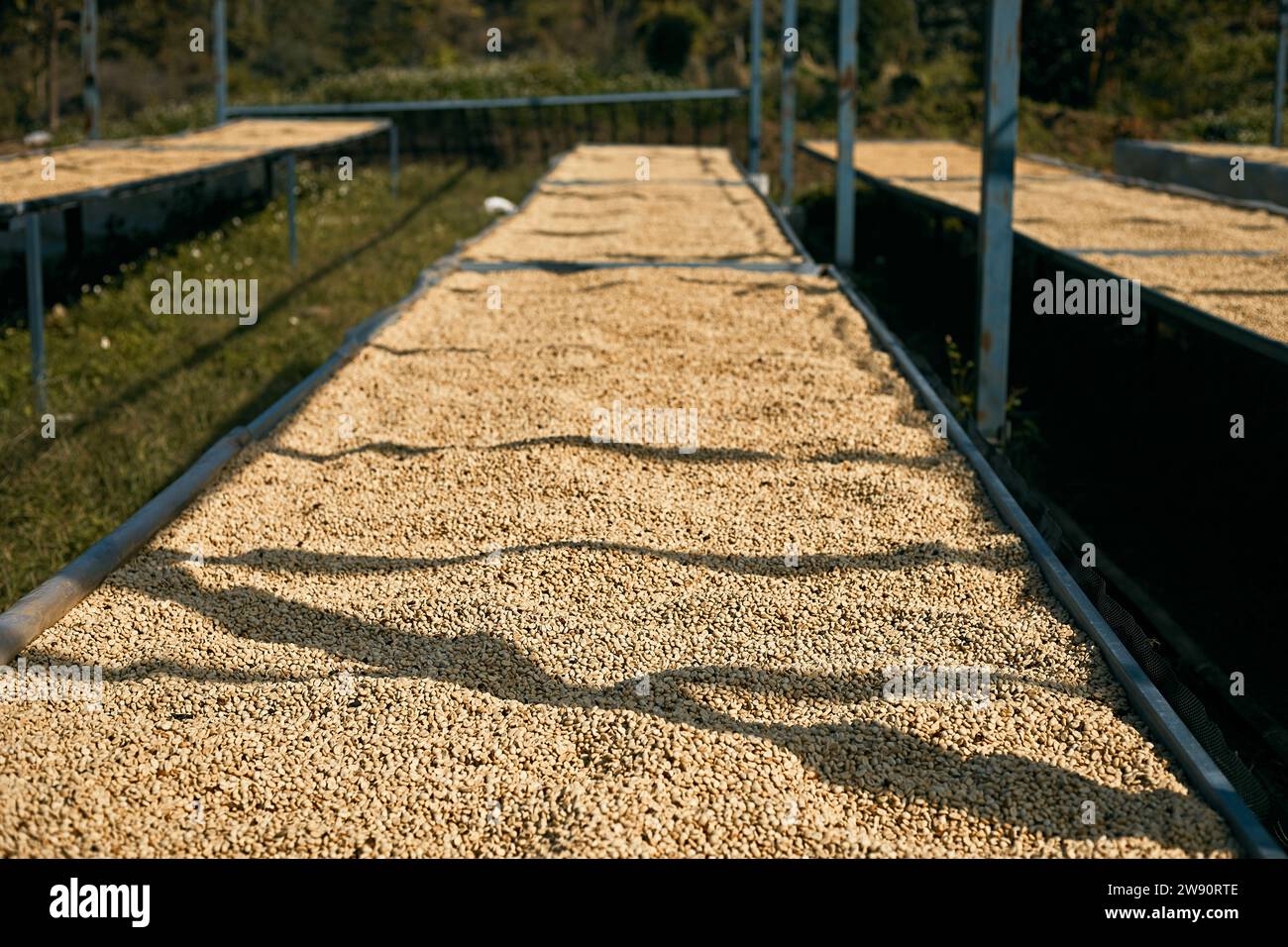 Raw coffee beans, coffee drying process on shelf natural sunlight