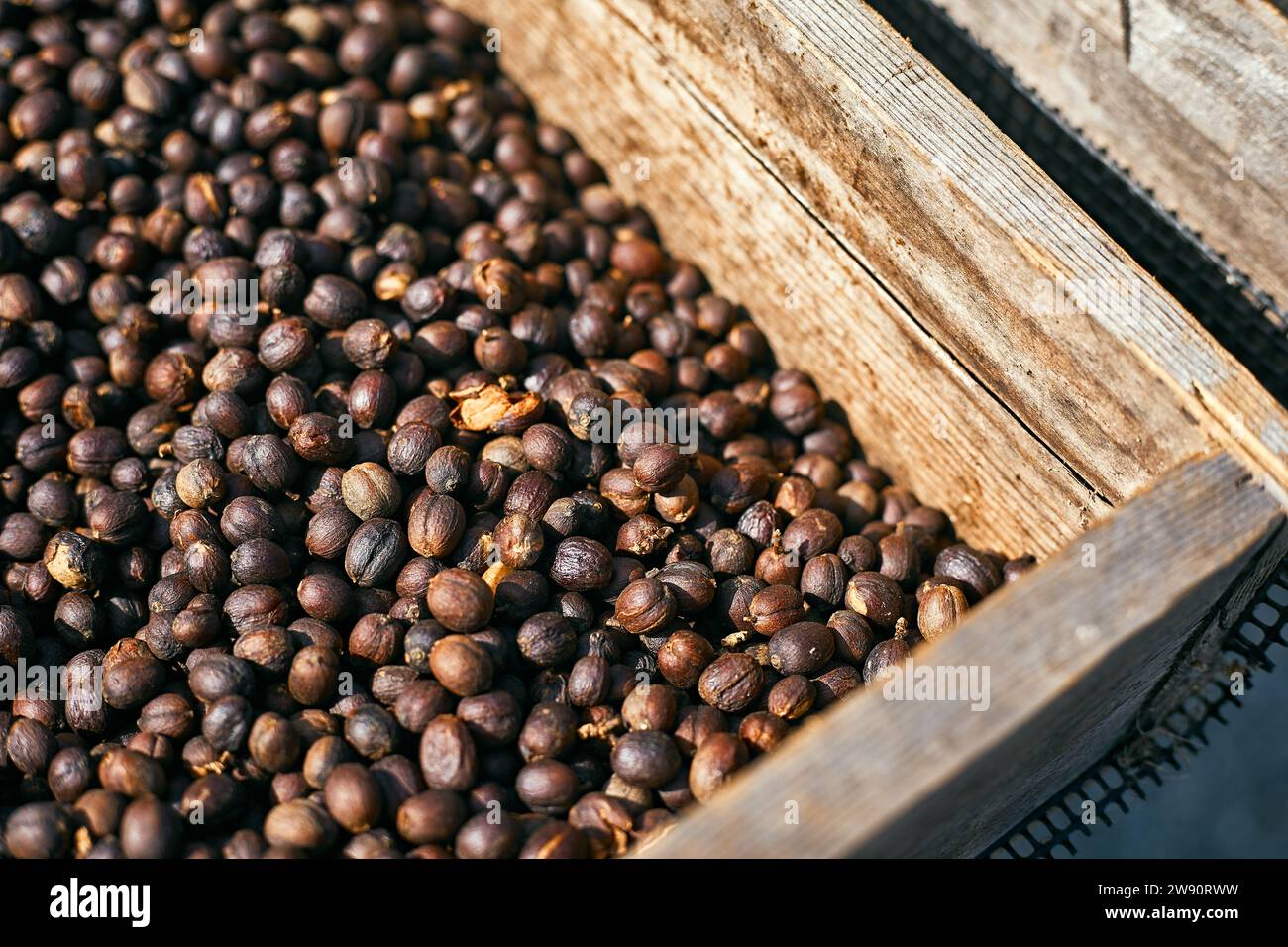 Raw coffee beans, coffee drying process on shelf natural sunlight