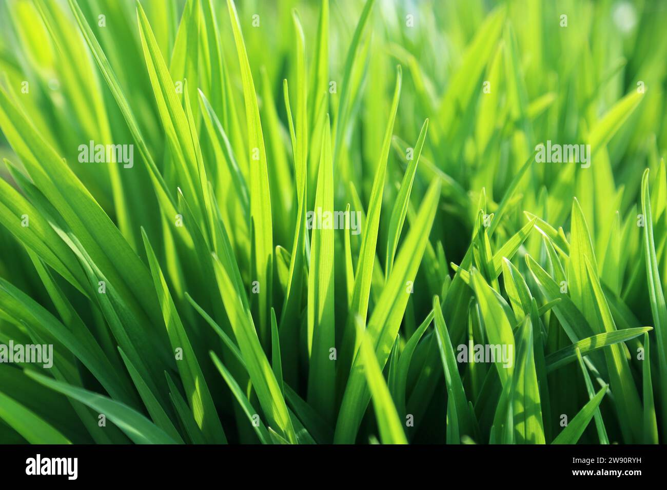 Sunlight plant photosynthesis hi-res stock photography and images - Alamy