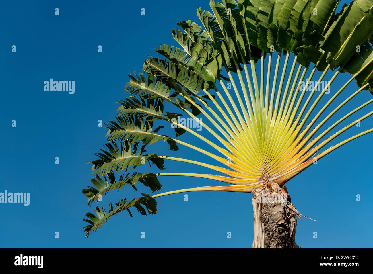 Traveller's Tree or Traveller's Palm (Ravenala madagascariensis) - stock photo Stock Photo