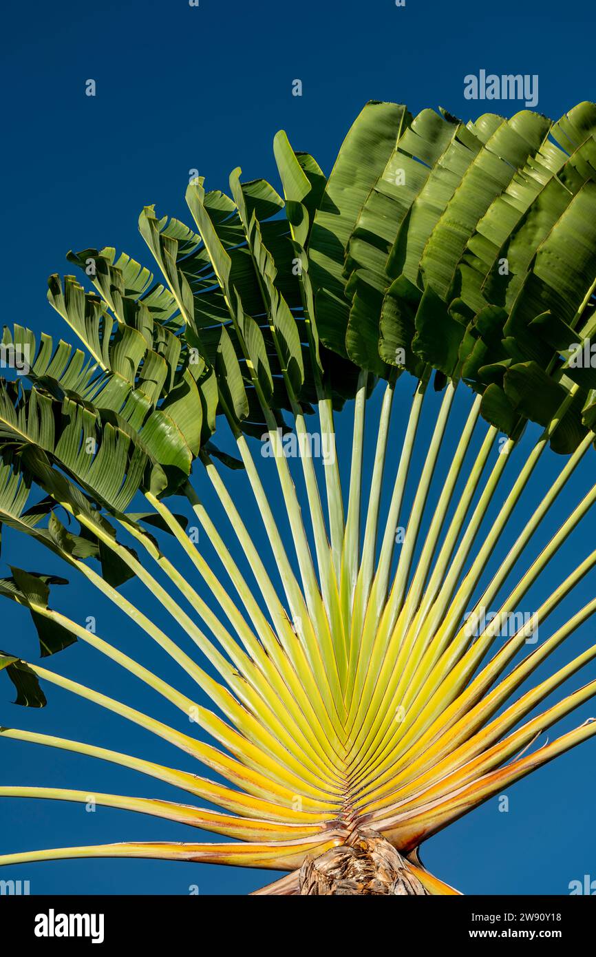 Traveller's Tree or Traveller's Palm (Ravenala madagascariensis) - stock photo Stock Photo
