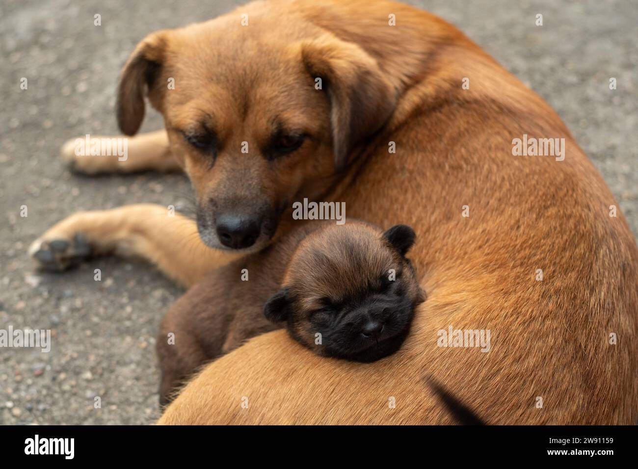 One month old puppy lying on the mother's body Stock Photo Alamy