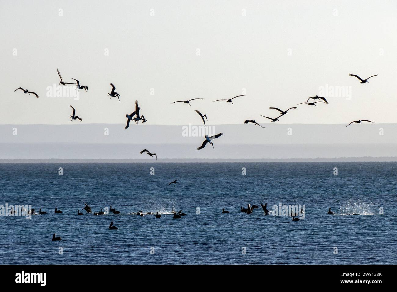 many pelicans hunting from the sky to the sea feeding frenzy in cortez sea baja california sur, mexico Stock Photo
