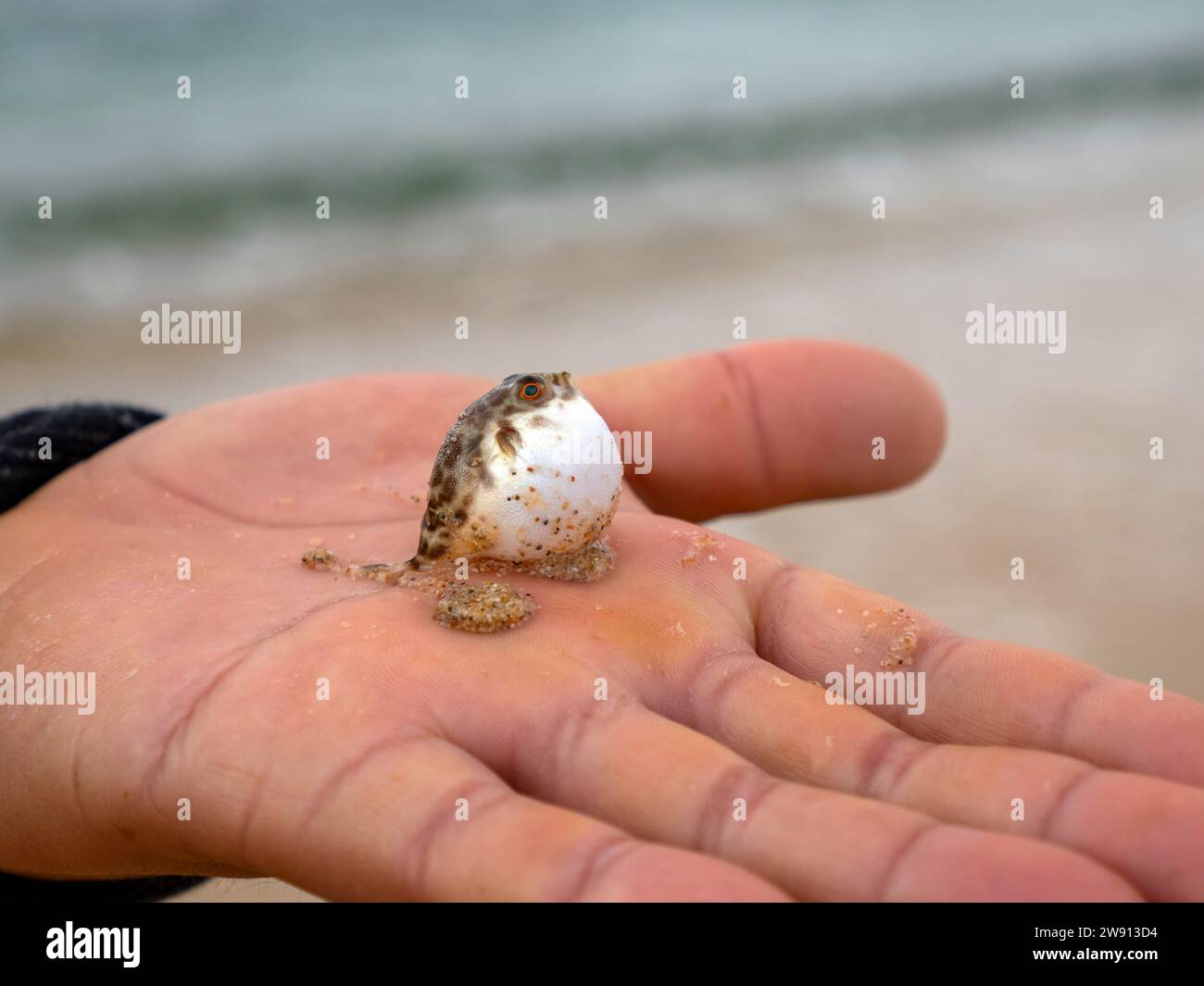a baby newborn tiny inflated small puffer fish on a fisherman hand in baja california sur, mexico, cabo pulmo marine park Stock Photo