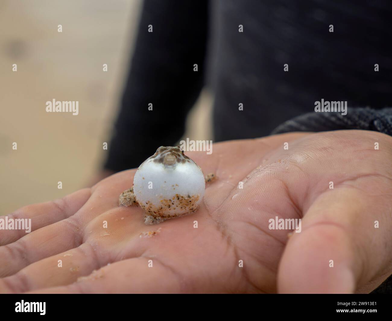 a baby newborn tiny inflated small puffer fish on a fisherman hand in baja california sur, mexico, cabo pulmo marine park Stock Photo