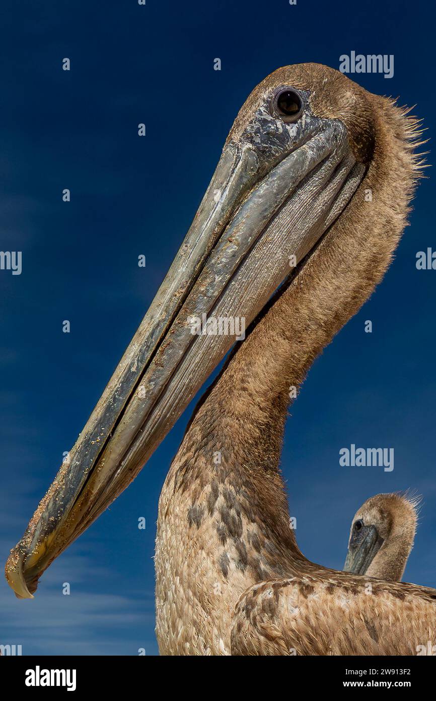 A pelican close up in fisherman beach Punta Lobos near todos santos, pacific ocean baja california sur mexico Stock Photo