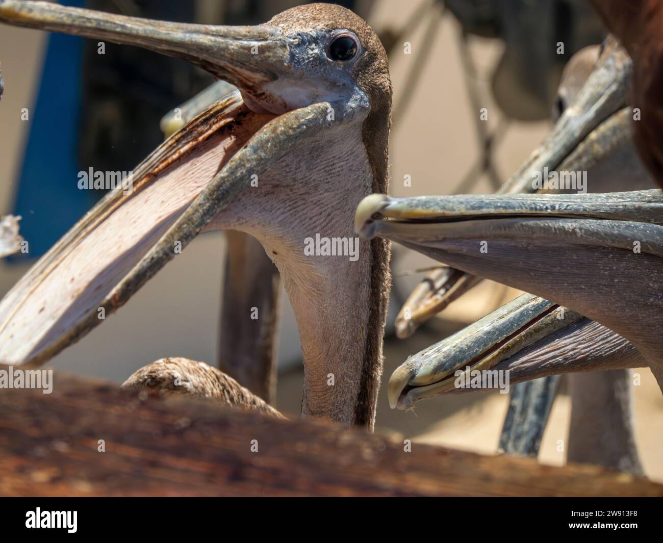 many pelicans begging for fresh fish food in fisherman beach Punta Lobos near todos santos, pacific ocean baja california sur mexico Stock Photo